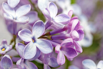 Naklejka na ściany i meble Beautiful Bunch of Lilac close-up
