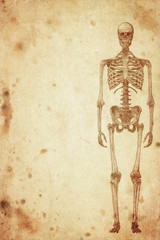 cursory drawing human skeleton on old paper background - 52115413
