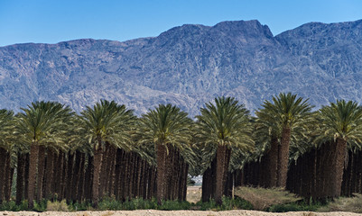 Fototapeta na wymiar Plantacja randka palmami
