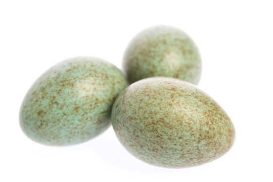 Vogeleier (Amsel) auf wei&szlig;em Hintergrund