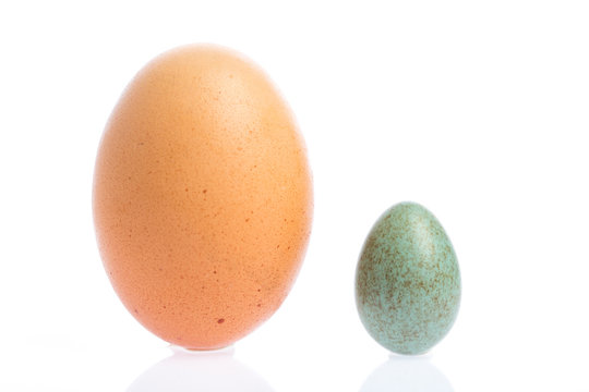 Amselei im Vergleich zum H&uuml;hnerei