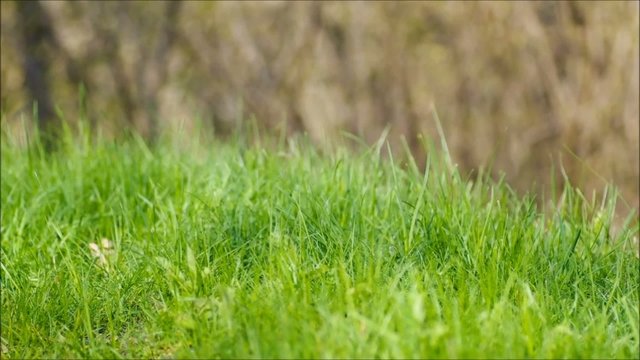 Grass background_Spring or summer.