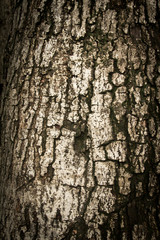 Tree bark texture