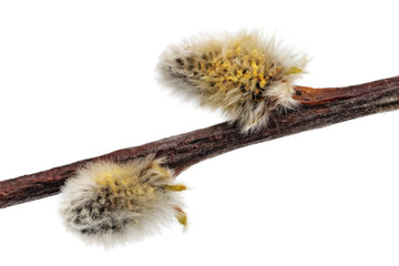 Branches of the pussy willow with flowering bud.Isolated.