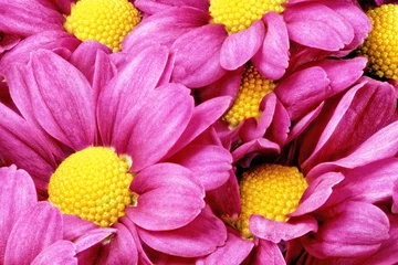 Foto auf Acrylglas Macro Schöne violette rote Dahlienblumen. loseup