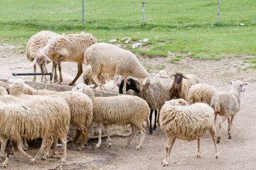 Obraz na płótnie Canvas spragniony owiec