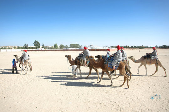 Camels in the line