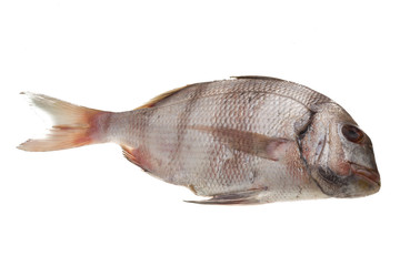 Raw porgy