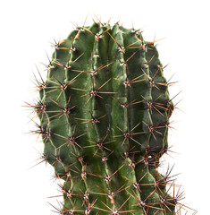 Green cactus