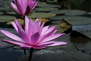 Nimphaea in Toba Lake.