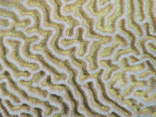 Naklejka premium Coral texture