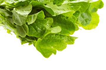 Salad leaves