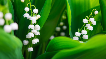 Blooming Lily-of-the-valley - obrazy, fototapety, plakaty