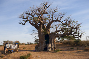 Baobab