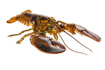 Raw lobster