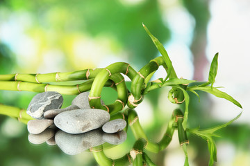Still life with green bamboo plant and stones,