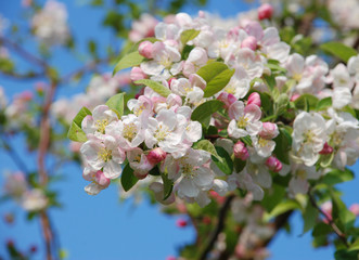 Closeup of a cluster of crab apple blossom