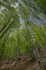 inside an italian forest