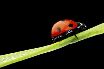 ladybug isolated on black