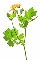 Schöllkraut