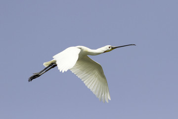 Common Spoonbill in flight - Platalea leucorodia