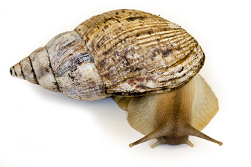 The giant snail Achatina - instance of 25 centimeters