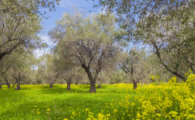 Fototapeta premium olive trees
