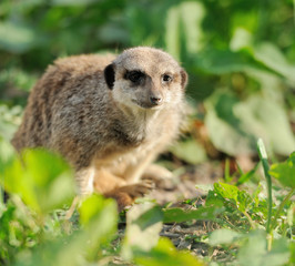 Meerkat