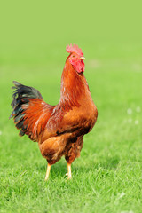 Rooster