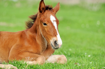 Fototapeta premium Colt on a meadow