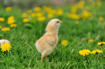 Little chicken