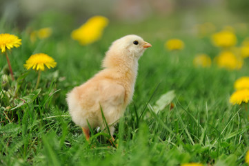 Little chicken