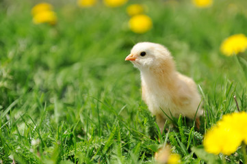 Little chicken