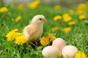 Little chicken