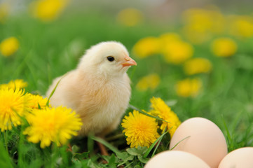 Little chicken
