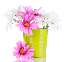 Beautiful daisies in colorful bucket isolated on white