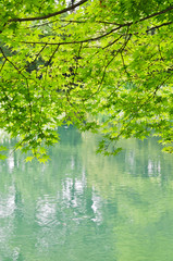 Green leaves and water