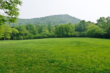 Green grass in spring