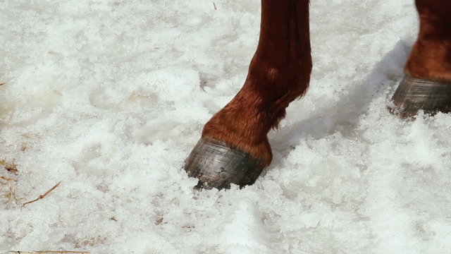 close-up of a horse's hoof in the snow