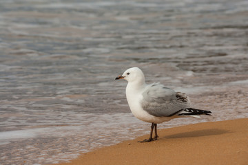 seagull and sea