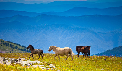 Fototapeta na wymiar Several horses on mountain peak field