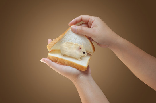 hand holding bread with hamster