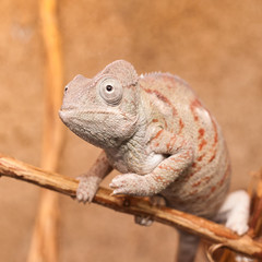Gray chameleon closeup