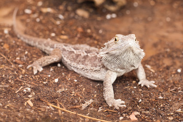 Grey lizard