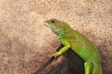 Naklejka na ściany i meble Green lizard on a brown background