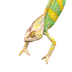 Chameleon upside down on a white background