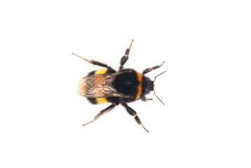 bumblebee isolated on the white background