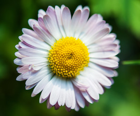 Obraz premium camomile flower