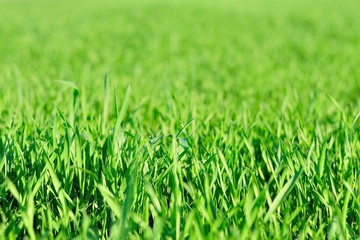Detail view of green grass in garden in spring