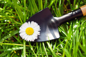 Garden shovel and chamomile